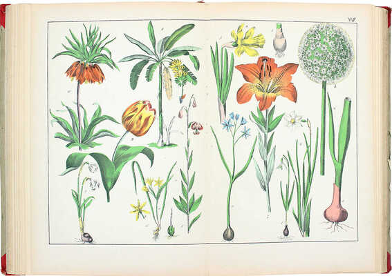 Шуберт Г.Г. Ботанический атлас Шуберта как вспомогательное дополнение ко всякому учебному руководству... СПб., 1887.